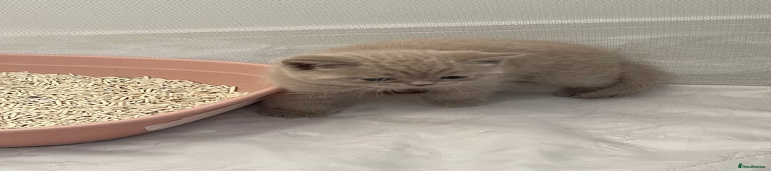 British Shorthair Kitten 2