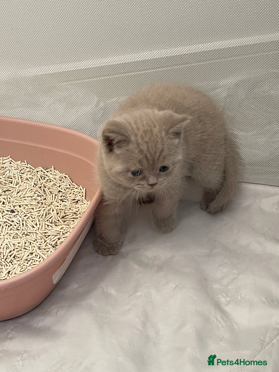 British Shorthair cats for sale: GCCF registered Champion bloodline BSH kittens - Image 29