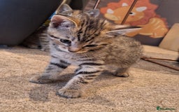 Mixed Breed cats for sale: Kittens  - Image 9