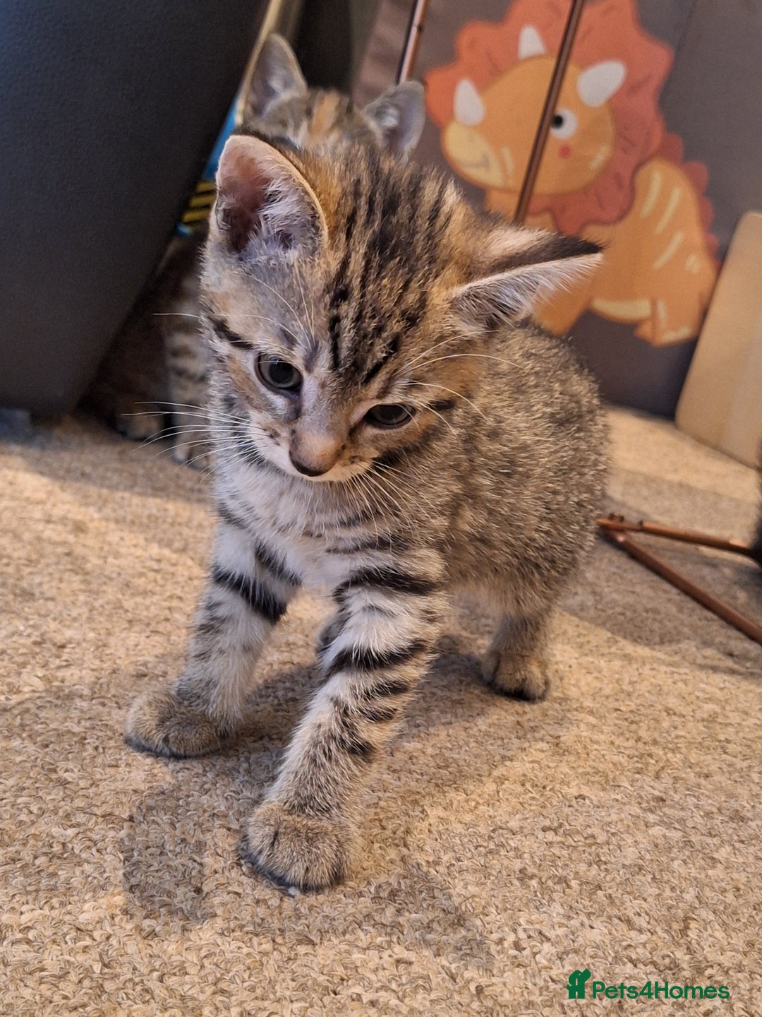 Mixed Breed cats for sale: Kittens  - Image 9