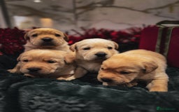 Labrador Retriever dogs for sale: Gorgeous Half Show KC Labrador Retriever Puppies - Advert 14