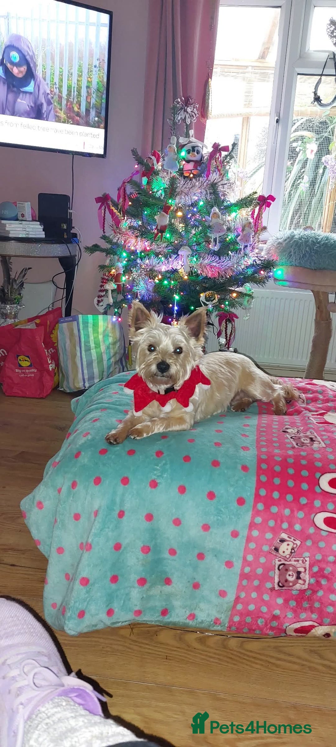 Shorkie dogs for sale: Mother and son for rehoming not puppies.  - Advert 2