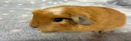 Guinea Pig rodents for sale: Very friendly young and baby boar pair  - Advert 3