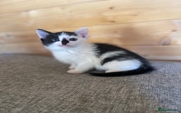 Ragdoll cats for sale: Ragdoll cross kittens  - Image 2
