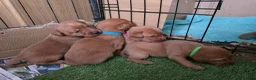 Labrador Retriever dogs for sale: Stunning dark red puppies  - Advert 9