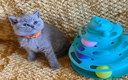 British Shorthair cats for sale: GCCF registered ChampionBloodline 5GENpedigree BSH - Image 12