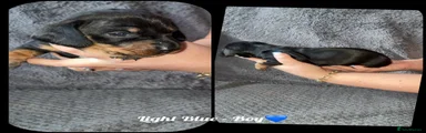Dachshund Puppy 3