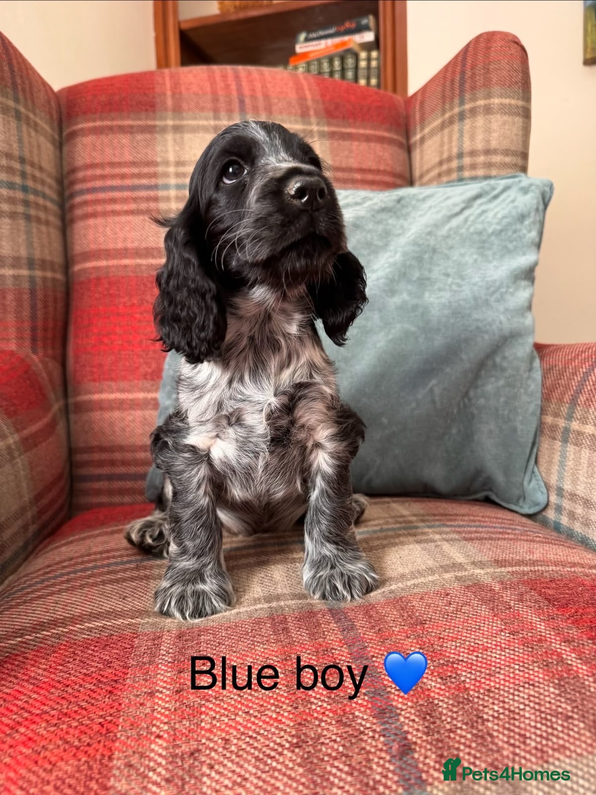 Cocker Spaniel dogs KC registered, health tested, show type puppies  - Advert 2