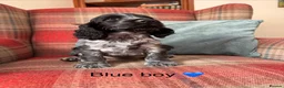 Cocker Spaniel dogs for sale: KC registered, health tested, show type puppies  - Advert 2