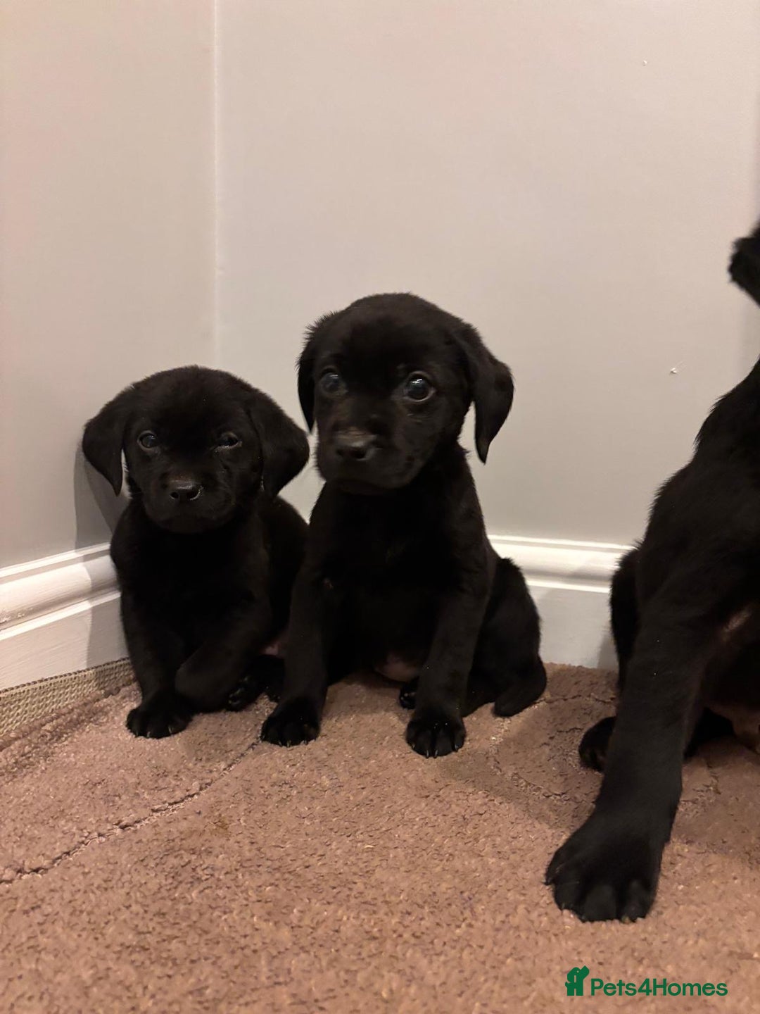 Labrador Retriever dogs for sale: Fabulous Labrador puppies  - Advert 26