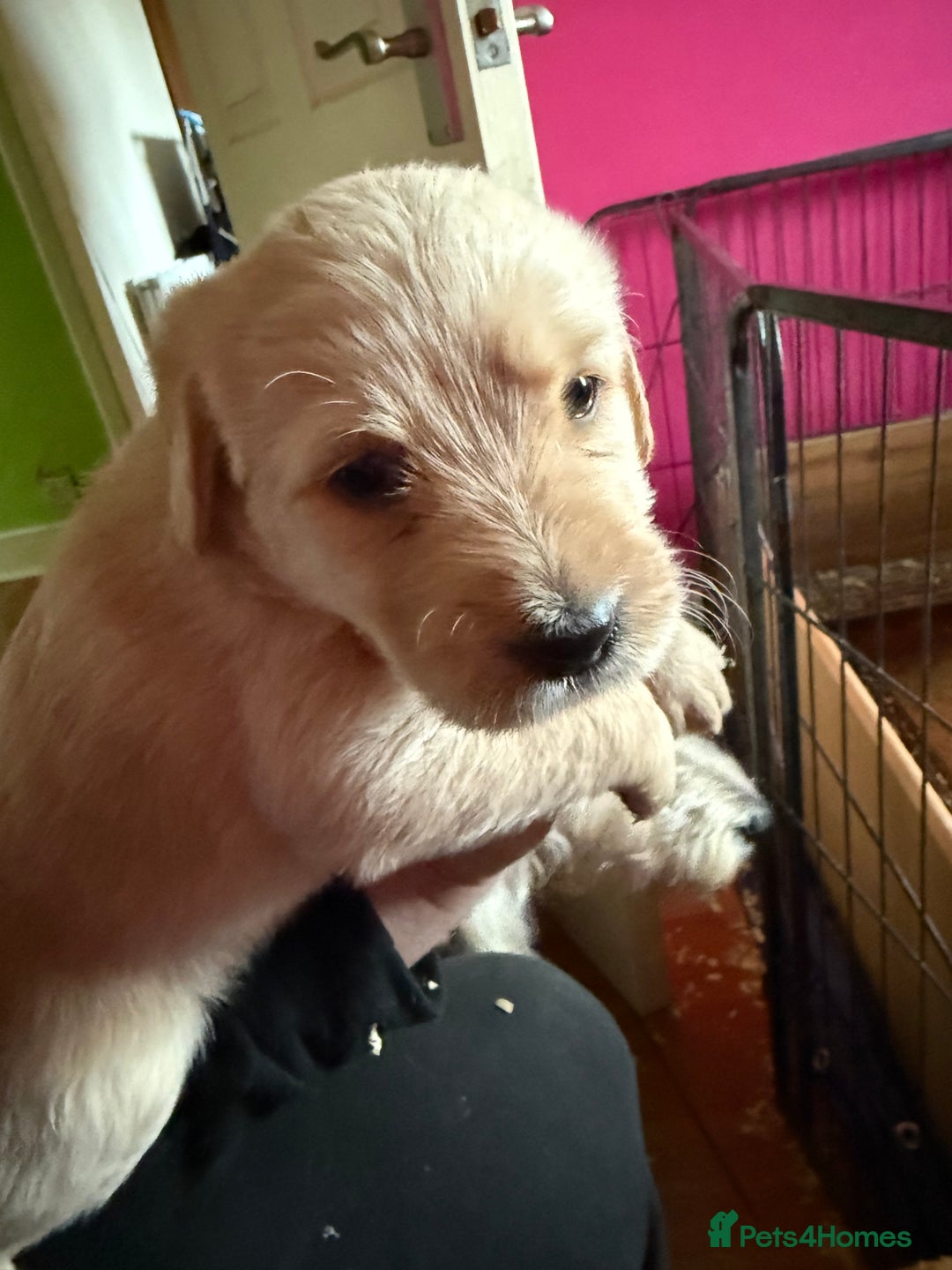 Labradoodle dogs for sale: Labradoodle  - Advert 10