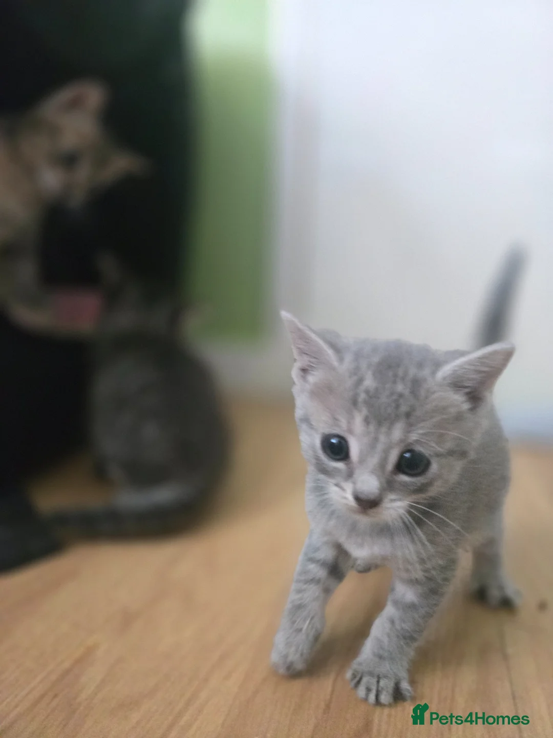 Mixed Breed cats for sale: 4 gorgeous boys - Advert 17
