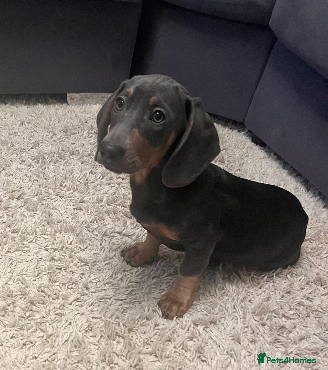 Dachshund dogs for sale: Sausage dog Blu  - Advert 4