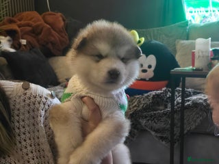 Alaskan Malamute dogs 2 left KC Alaskan malamute puppies champion lines - Advert 2