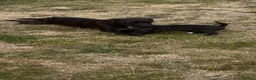 Patterdale Terrier dogs for sale: One girl left  - Advert 6