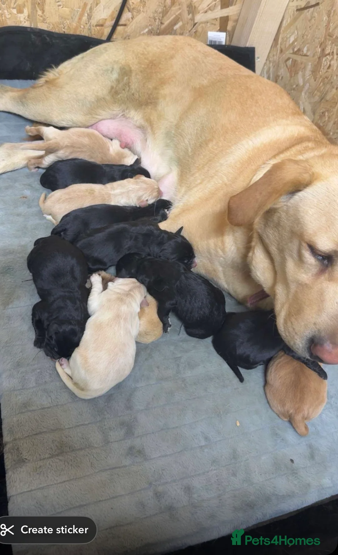 Mixed Breed dogs for sale: Beautiful Labrador x Bernedoodle Puppies 🐾 - Advert 1