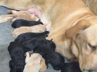 Mixed Breed dogs Beautiful Labrador x Bernedoodle Puppies 🐾 - Advert 18