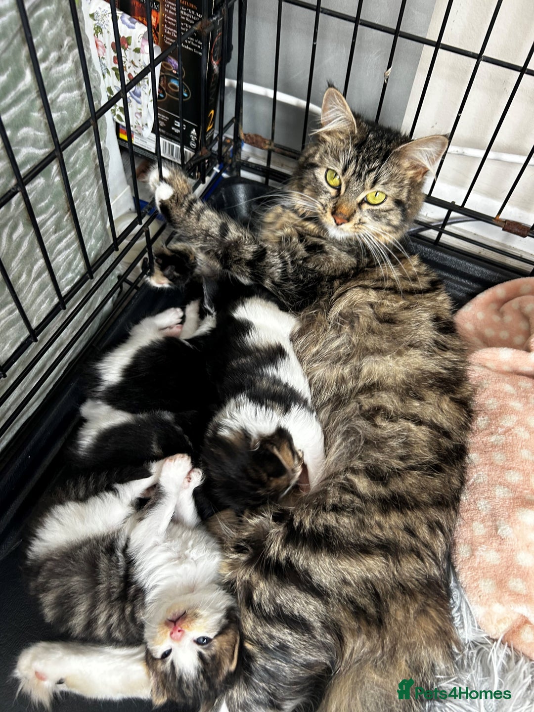 Maine Coon cats for sale: Unique Maine Coon Cross Kittens - Image 4
