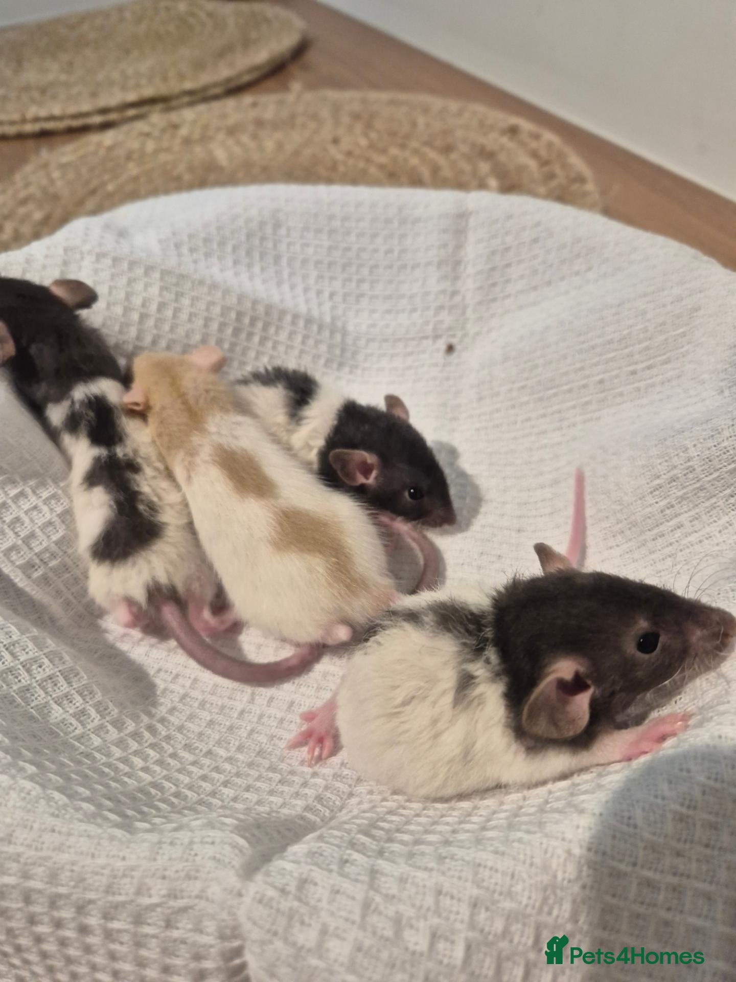 Rat rodents Baby rats Beautiful  - Advert 1