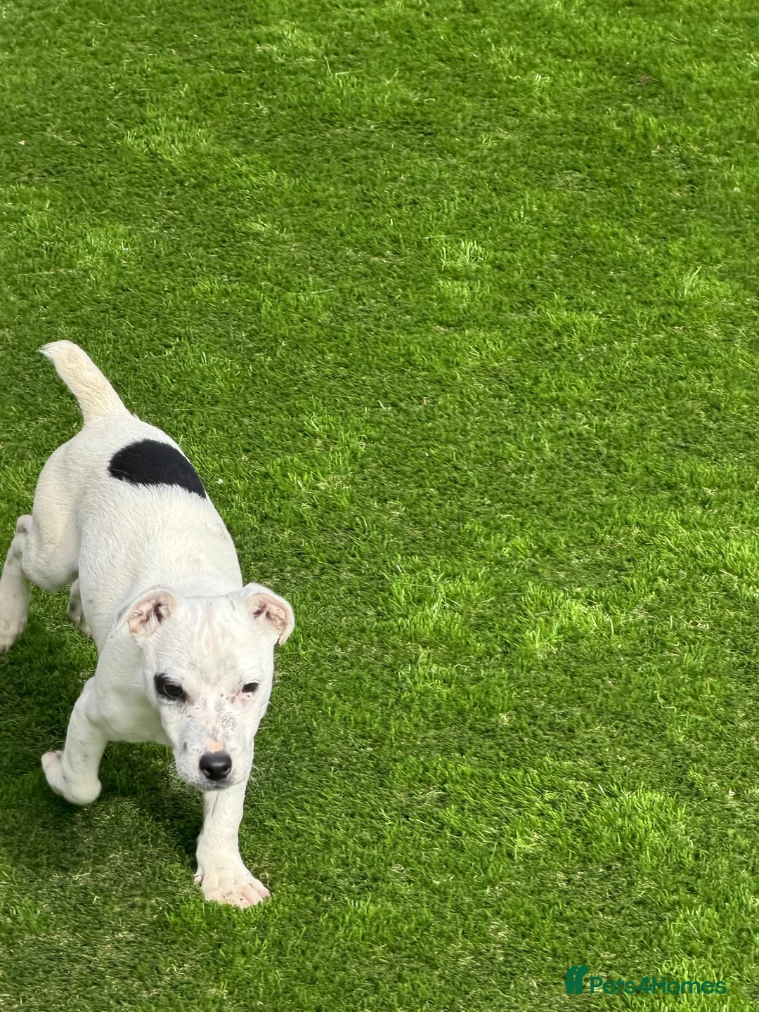 Jack Russell dogs for sale: Jack Russell puppy in Peterborough - Advert 4