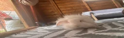 Mini Lion Lop rabbits for sale: Baby rabbit 10 weeks old  - Advert 5