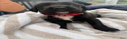 Springador dogs for sale: Springador Puppies – 1 Boy & 4 Girls - Advert 27