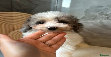 Cavapoo dogs in London - Advert 14