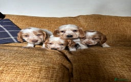 Cocker Spaniel dogs for sale: stunning pure show cockers health tested puppies - Image 18
