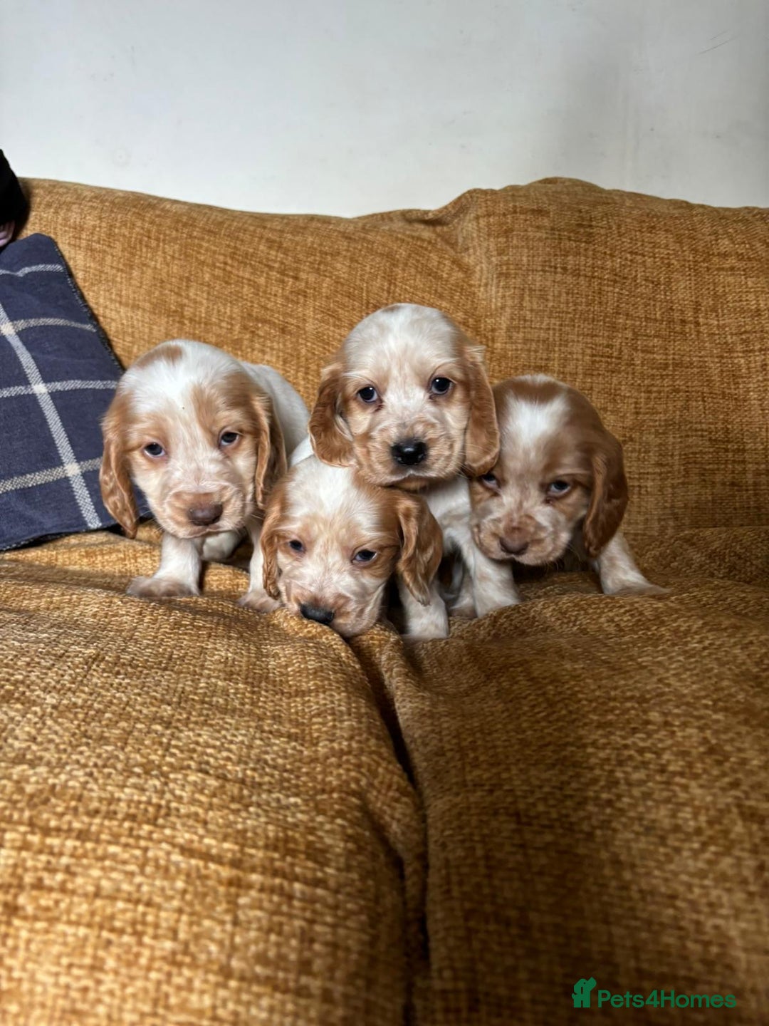 Cocker Spaniel dogs for sale: stunning pure show cockers health tested puppies - Image 18