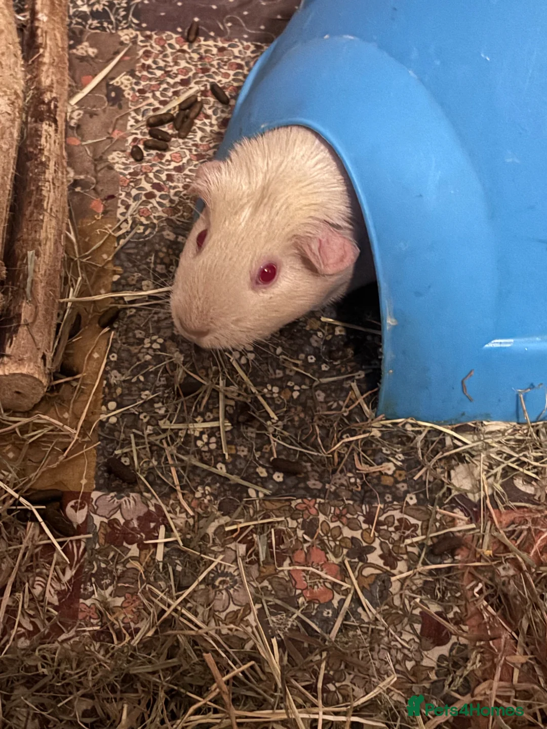 Guinea Pig rodents for sale: Two female guinea pigs and set up  in Brigg - Advert 2