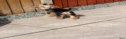 Yorkshire Terrier dogs for sale: Toy Yorkshire Terrier Female – Available 🐶✨ 🎀 - Advert 7
