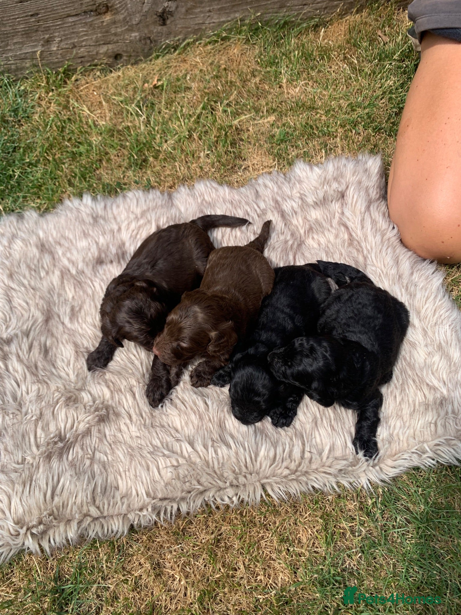 Cockapoo dogs STUNNING F1 COCKAPOO PUPS 3GIRLS 5BOYS   - Advert 1
