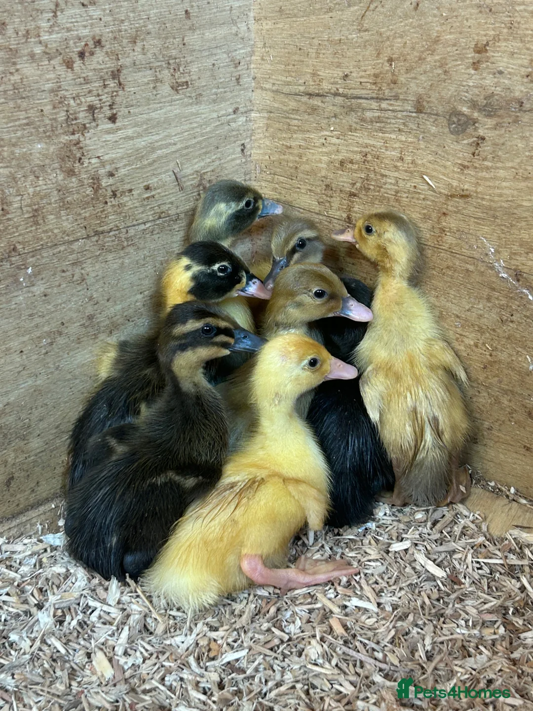 Ducks poultry for sale: Females runner ducklings  in Attleborough - Advert 4