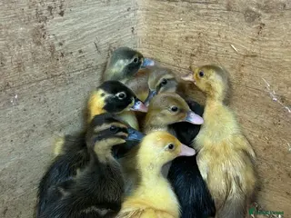 Ducks poultry for sale: Female runner ducklings - Advert 3