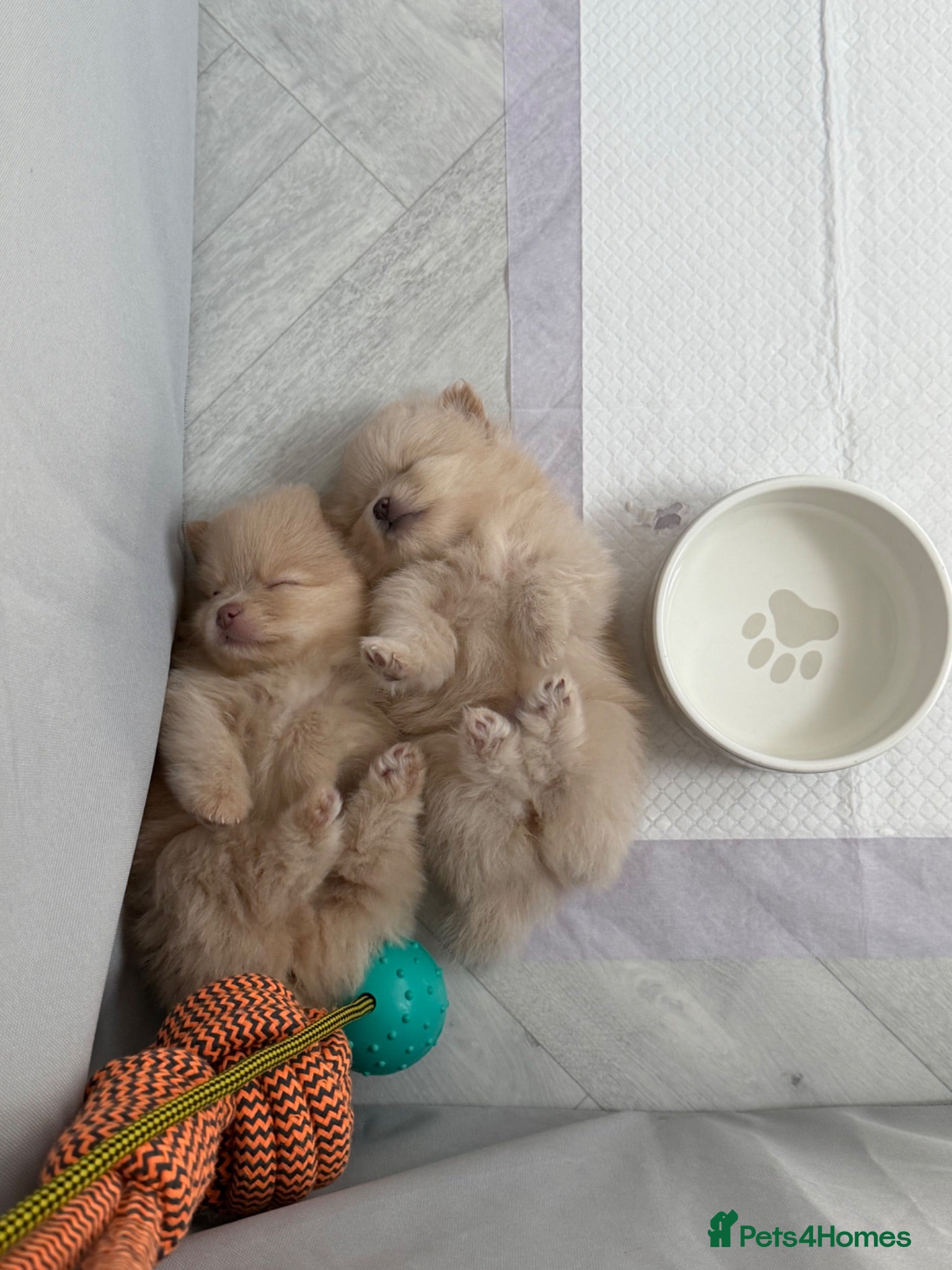 Pomeranian dogs OUTSTANDING TINY POMERANIAN PUPPIES 🐾 - Advert 3