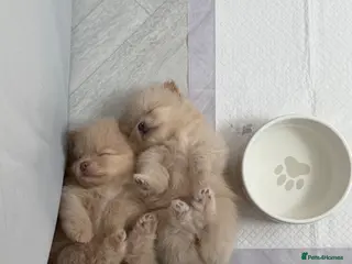 Pomeranian dogs OUTSTANDING TINY POMERANIAN PUPPIES 🐾 - Advert 3
