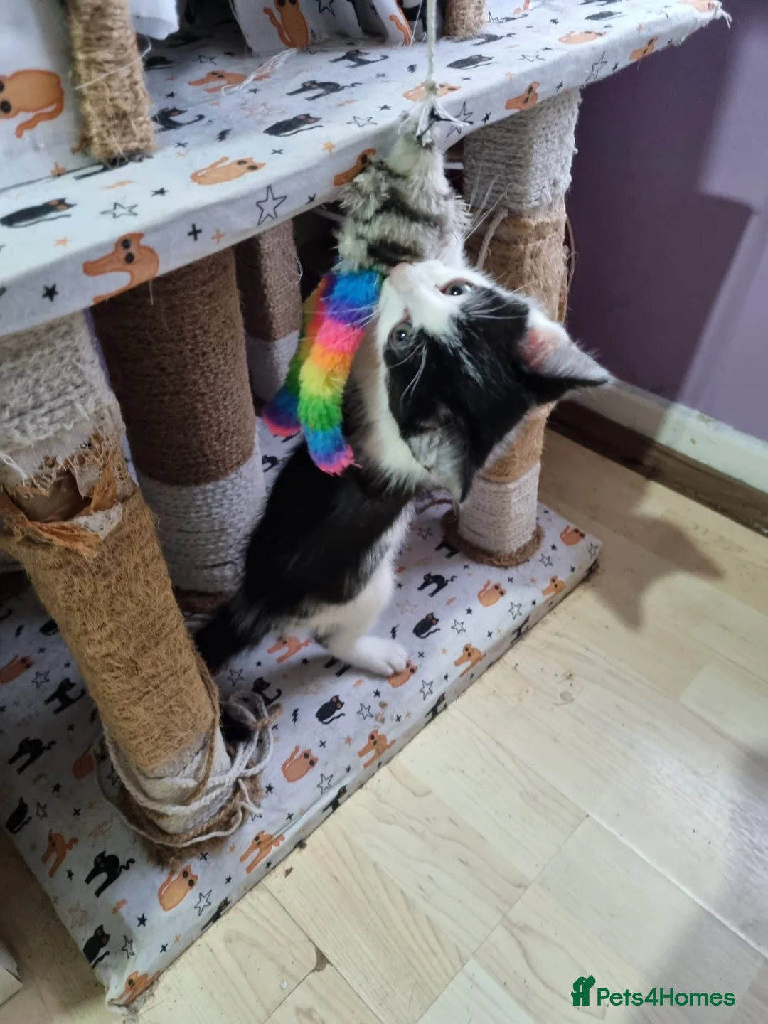 Mixed Breed cats for sale: female kittens - Advert 4