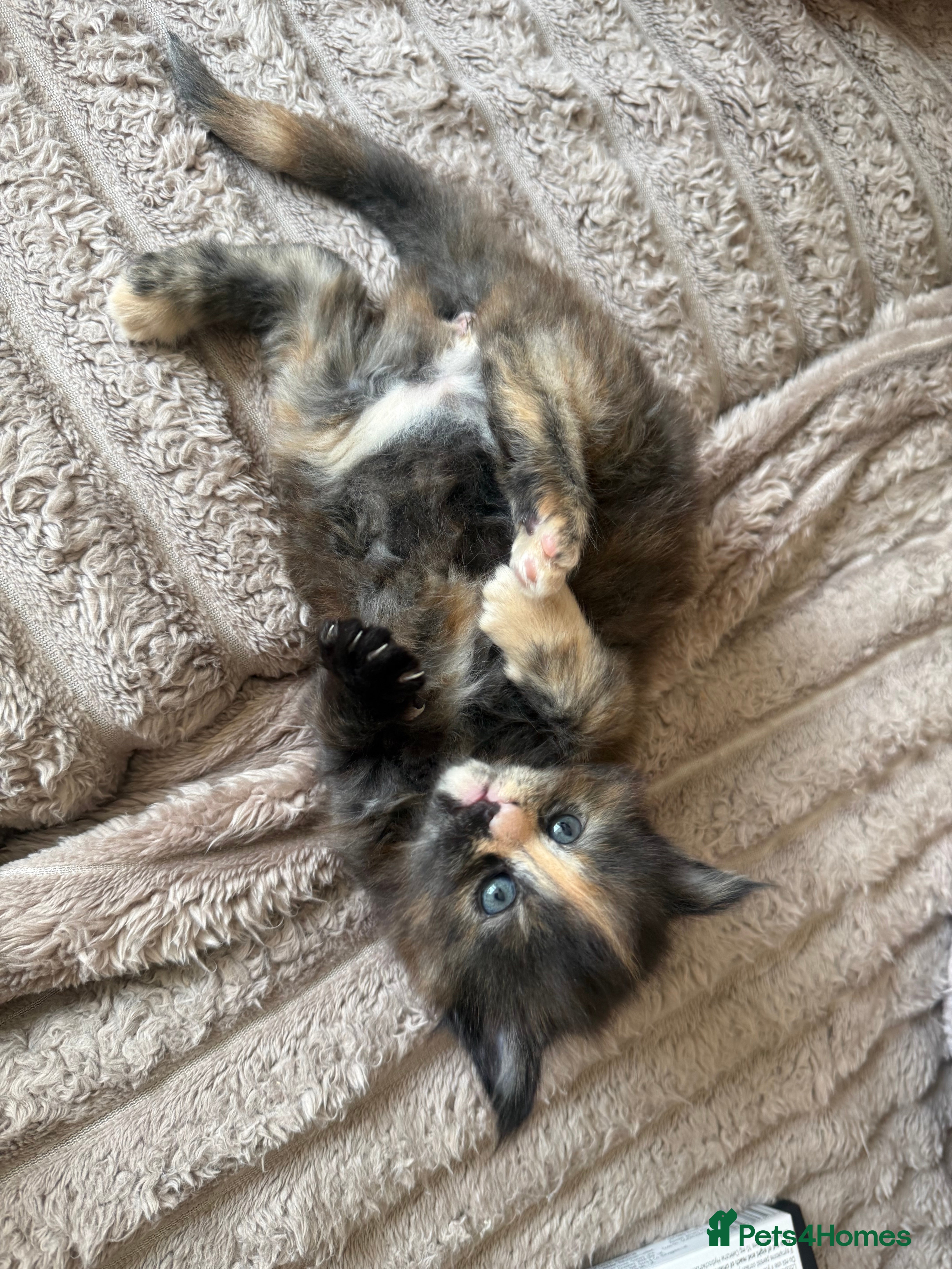 Maine Coon cats for sale: Stunning XL Maine Coon Kittens - Advert 18
