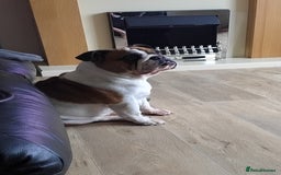 English Bulldog dogs for sale: Rehoming my English bulldog Bonnie  - Advert 2