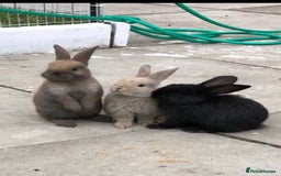 Mixed Breed rabbits for sale: Mini Lop Babies available now & 2 week old babies - Image 1