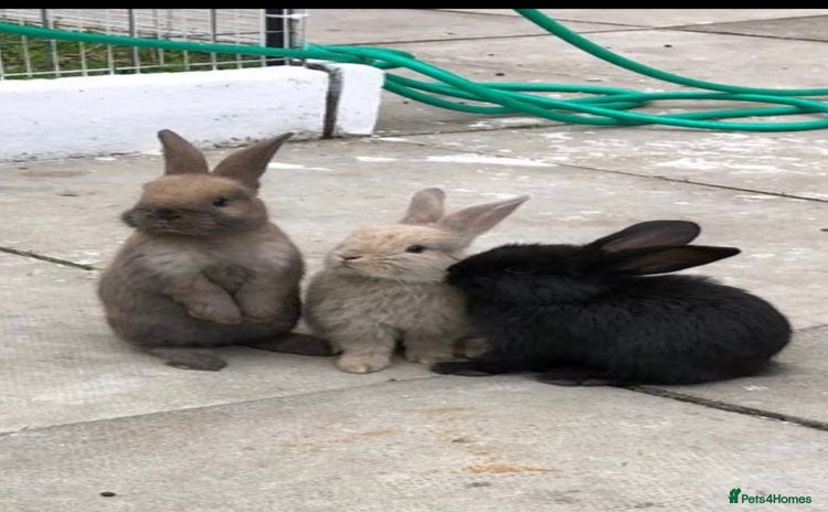 Mixed Breed rabbits - Advert 1