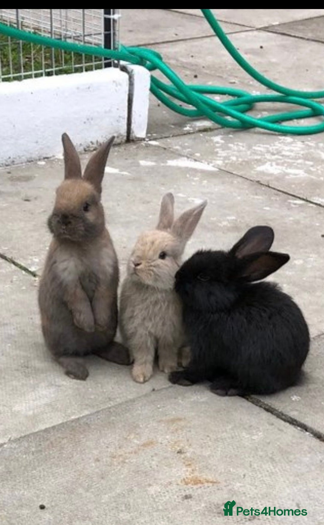 Mixed Breed rabbits for sale: Mini Lop Babies available now & 2 week old babies - Image 1