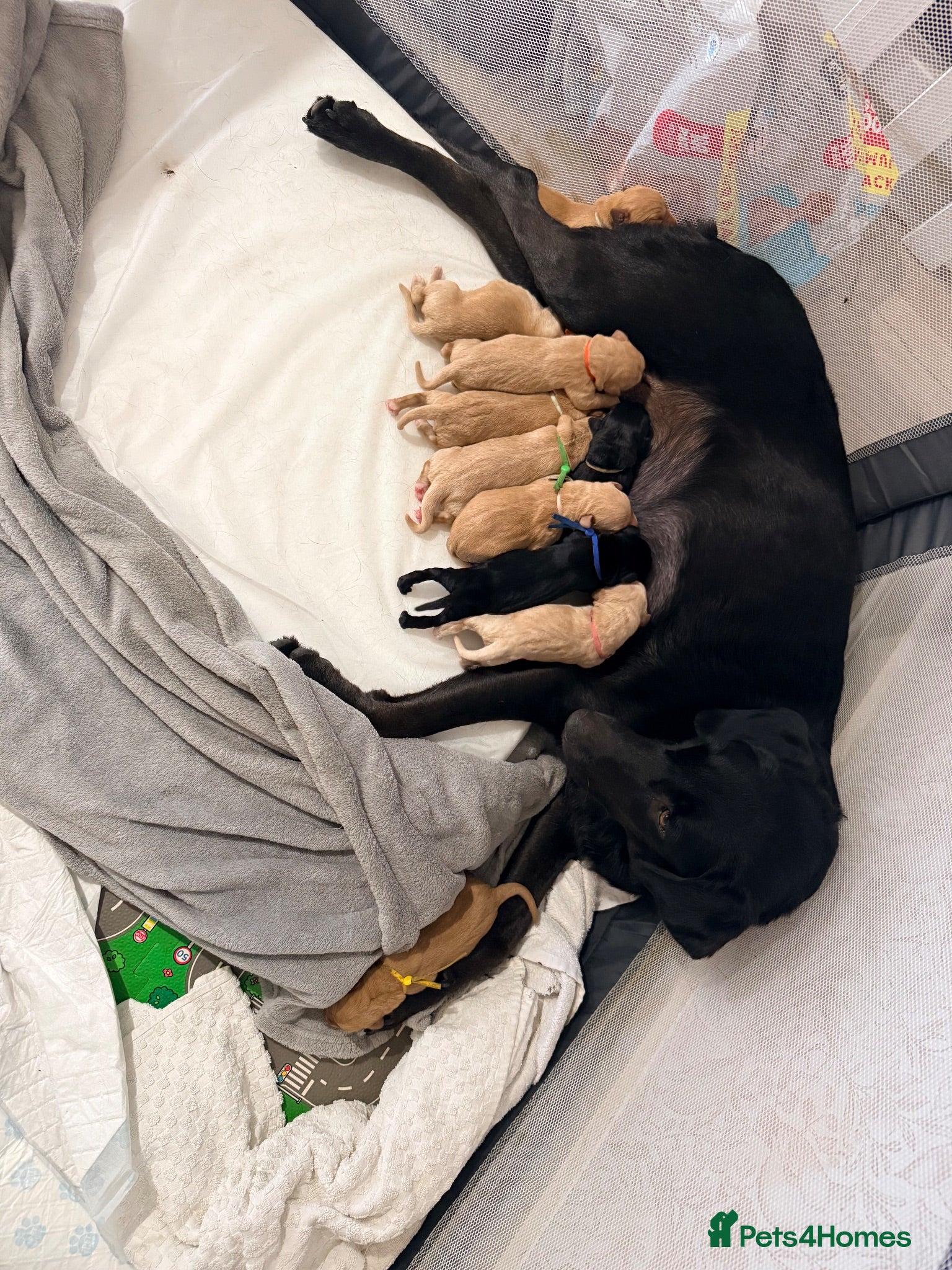 Labrador Retriever dogs Beautiful litter of puppies  - Advert 6