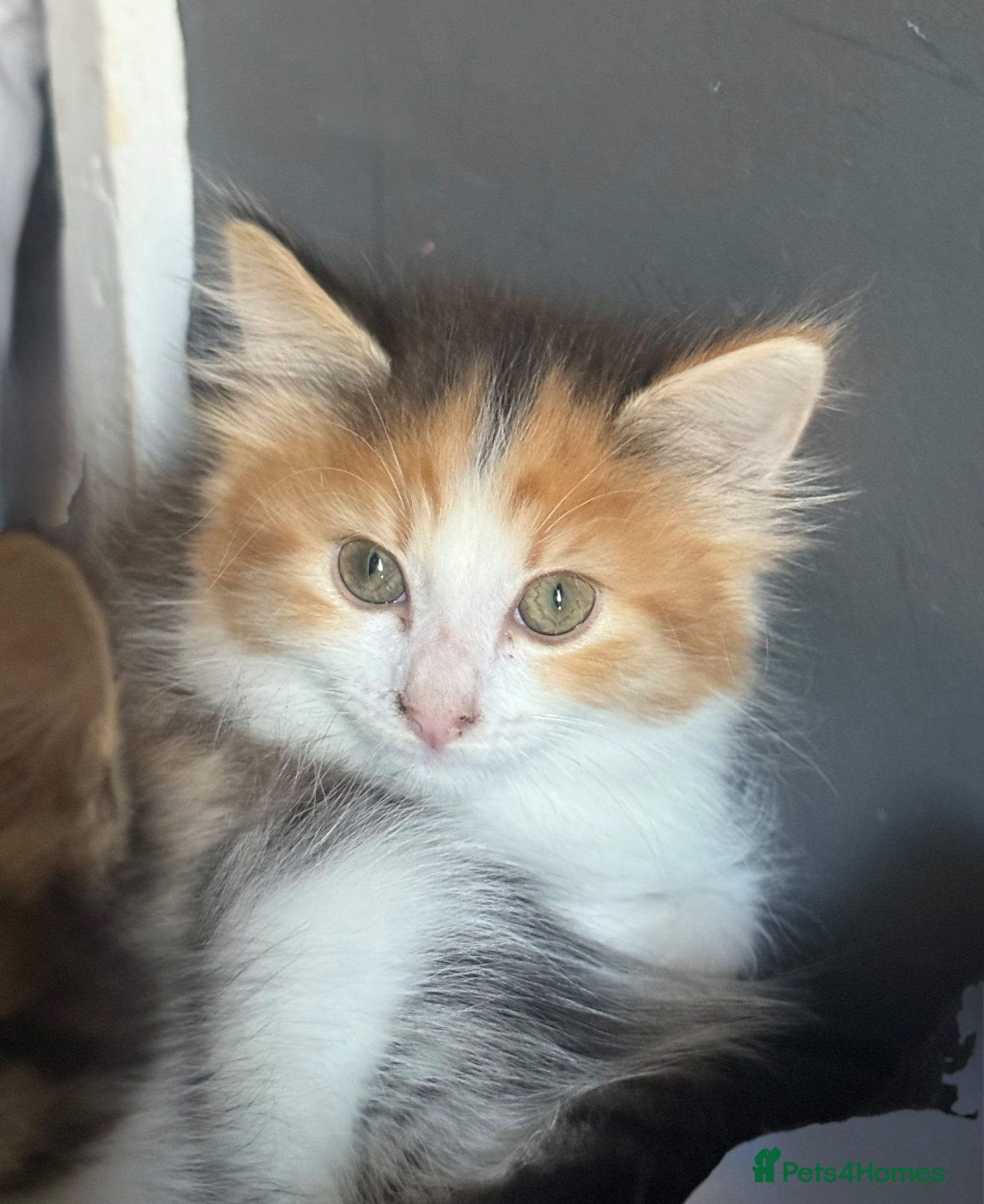 British Longhair cats for sale: adorable British longhair/domestic longhair kitten - Advert 8