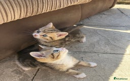 Siberian cats for sale: Persian/Siberian kittens - Image 11
