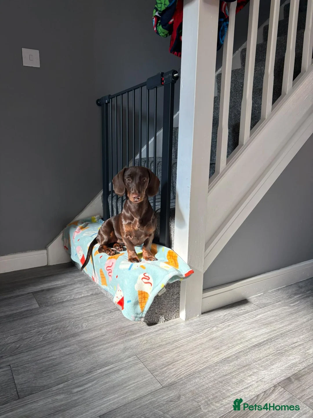 Dachshund dogs for sale: 8 month old puppy  in Brough - Advert 4