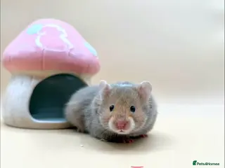 Hamster rodents Pedigree Syrian hamster pups - Advert 1