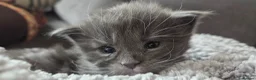 Maine Coon cats for sale: 2 kittens left in Bury - Advert 5