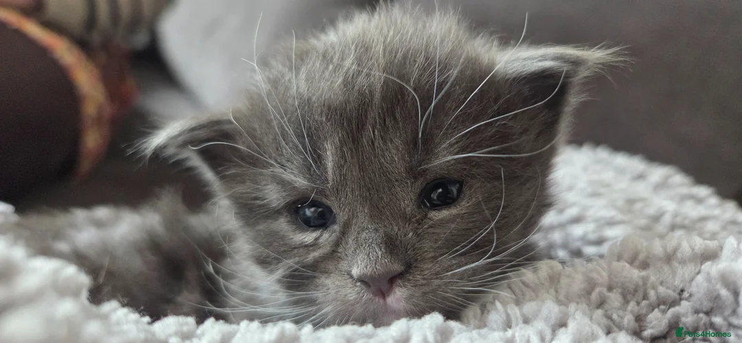 Maine Coon cats for sale: 2 kittens left in Bury - Advert 5