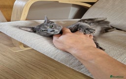 Oriental cats for sale: 4 months oriental cat female  - Image 5